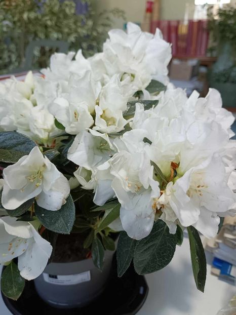 A4 - AZALEE Rhododendron simsii