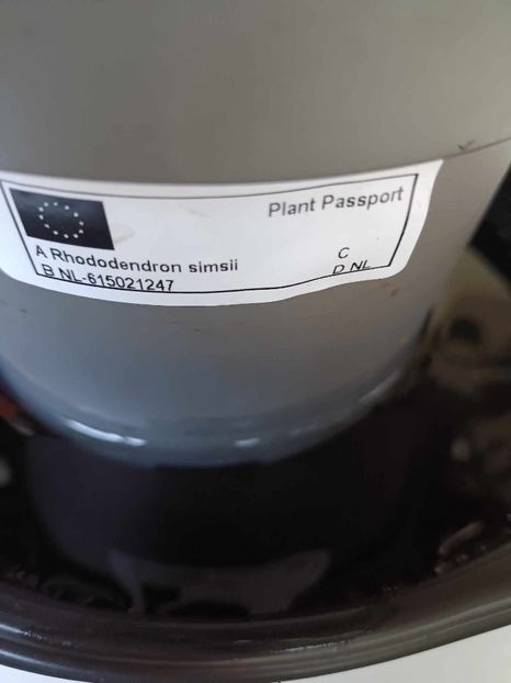 A6 - AZALEE Rhododendron simsii