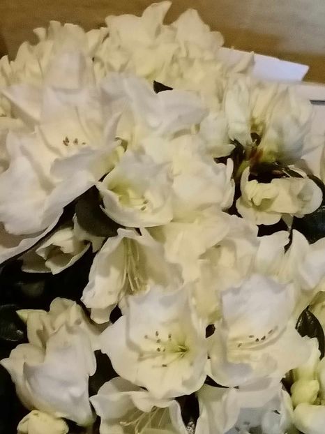 A8 - AZALEE Rhododendron simsii