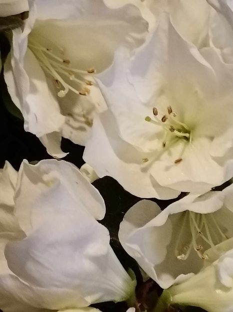 A10 - AZALEE Rhododendron simsii