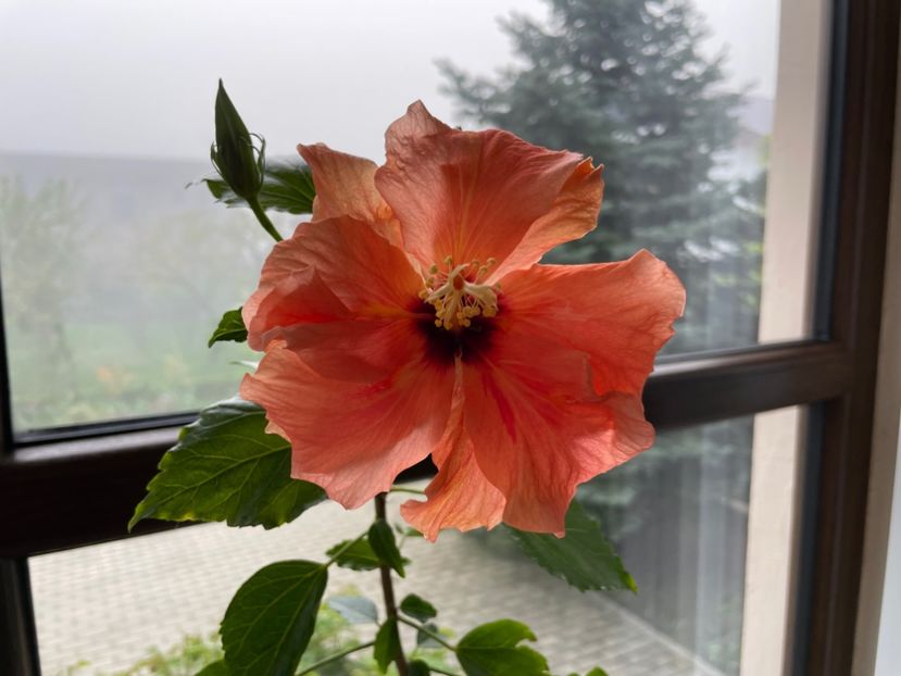  - Clasici - Apricot Dublu și Alb Dublu