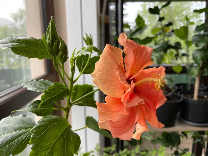  - Clasici - Apricot Dublu și Alb Dublu