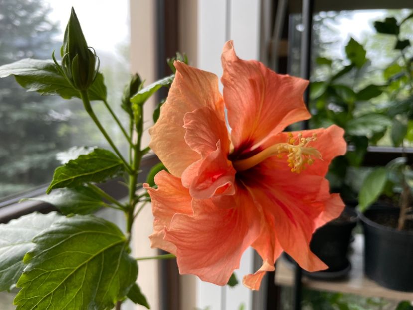  - Clasici - Apricot Dublu și Alb Dublu