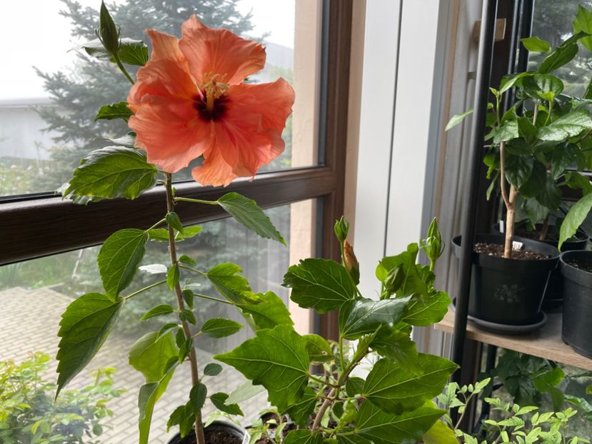  - Clasici - Apricot Dublu și Alb Dublu