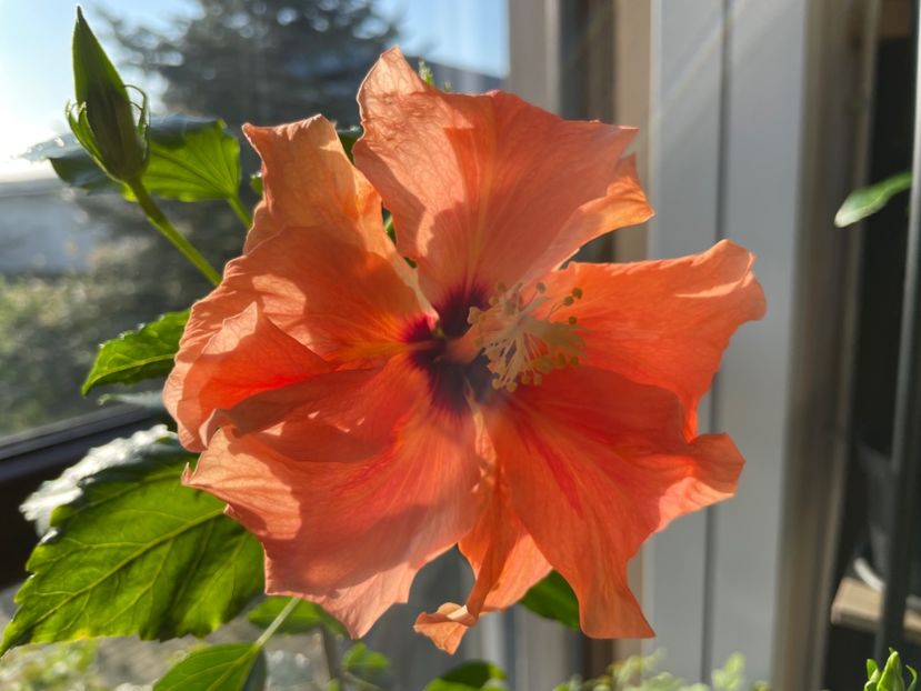  - Clasici - Apricot Dublu și Alb Dublu