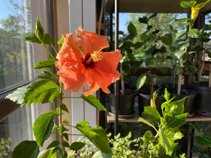  - Clasici - Apricot Dublu și Alb Dublu