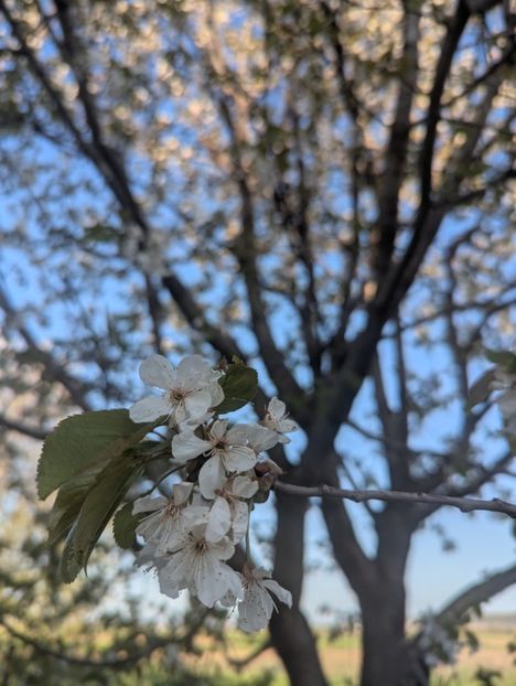  - Universul Natura si lumea sufletului meu