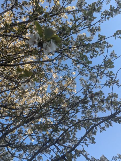  - Universul Natura si lumea sufletului meu