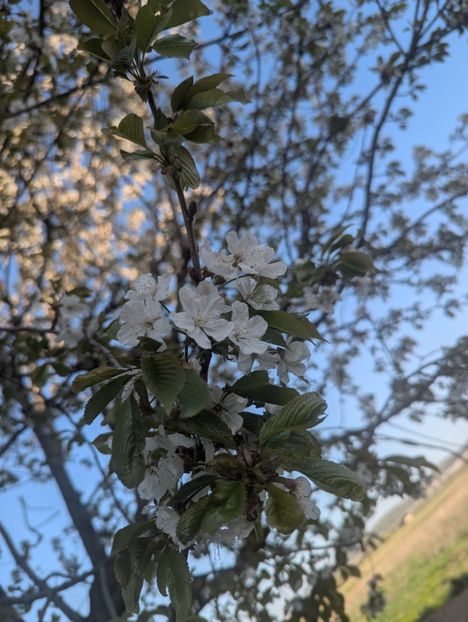  - Universul Natura si lumea sufletului meu