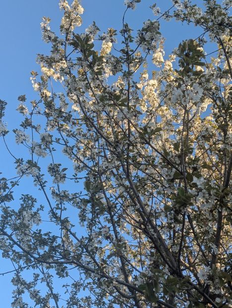  - Universul Natura si lumea sufletului meu