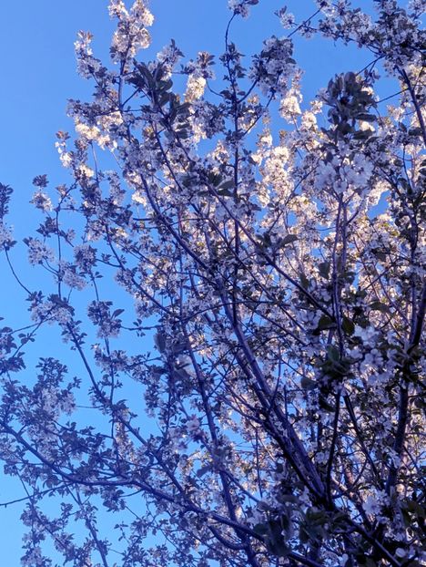  - Universul Natura si lumea sufletului meu