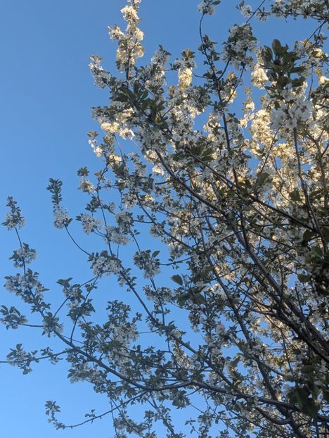  - Universul Natura si lumea sufletului meu