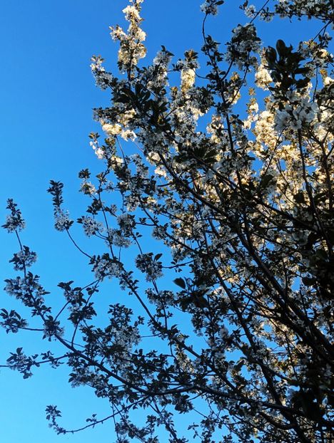  - Universul Natura si lumea sufletului meu