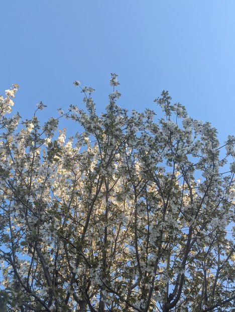  - Universul Natura si lumea sufletului meu