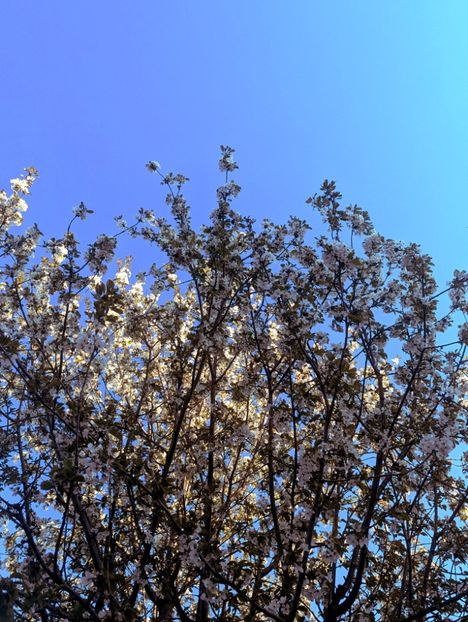  - Universul Natura si lumea sufletului meu