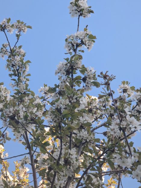  - Universul Natura si lumea sufletului meu