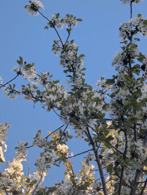  - Universul Natura si lumea sufletului meu