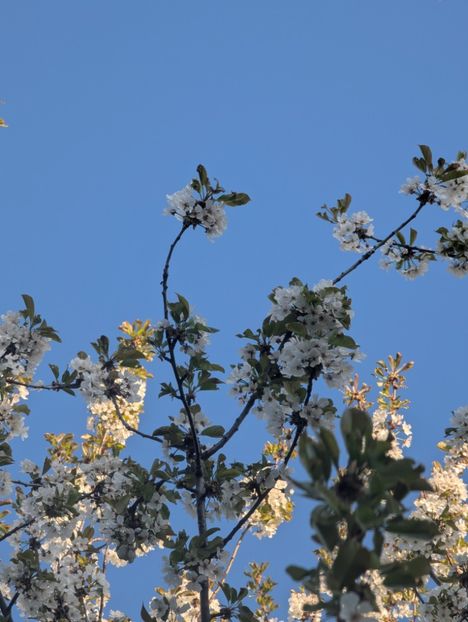  - Universul Natura si lumea sufletului meu