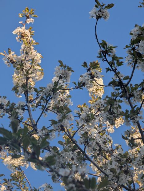  - Universul Natura si lumea sufletului meu