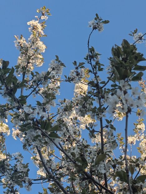  - Universul Natura si lumea sufletului meu