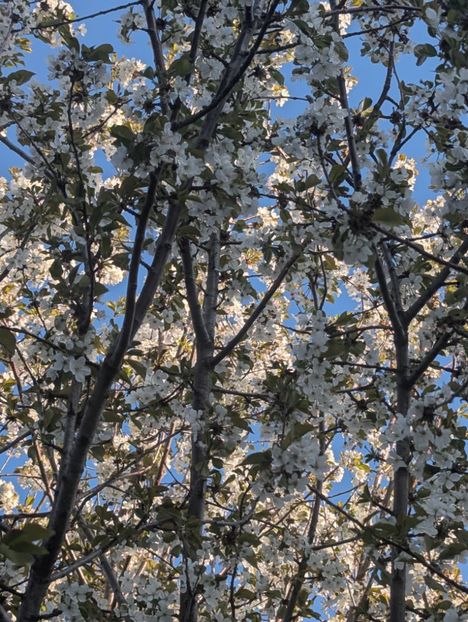  - Universul Natura si lumea sufletului meu
