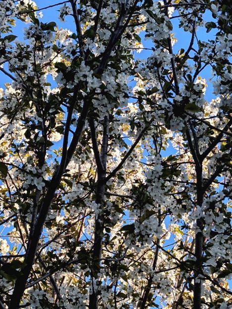  - Universul Natura si lumea sufletului meu