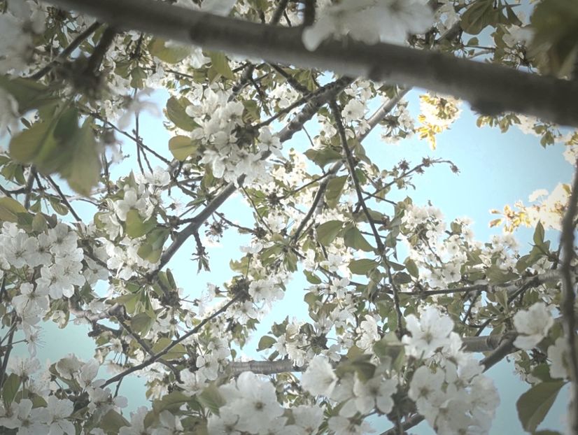  - Universul Natura si lumea sufletului meu