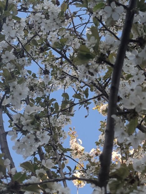  - Universul Natura si lumea sufletului meu