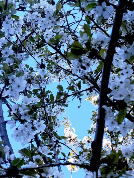  - Universul Natura si lumea sufletului meu
