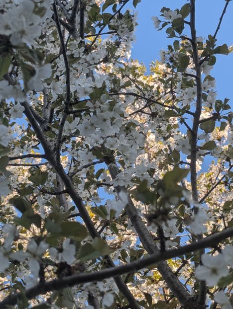  - Universul Natura si lumea sufletului meu