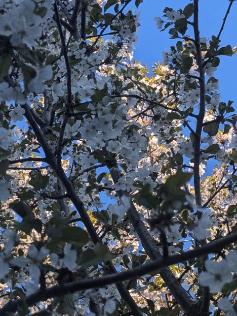  - Universul Natura si lumea sufletului meu