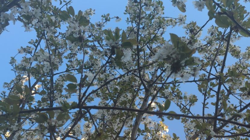  - Universul Natura si lumea sufletului meu