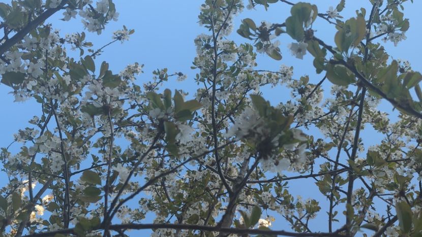  - Universul Natura si lumea sufletului meu