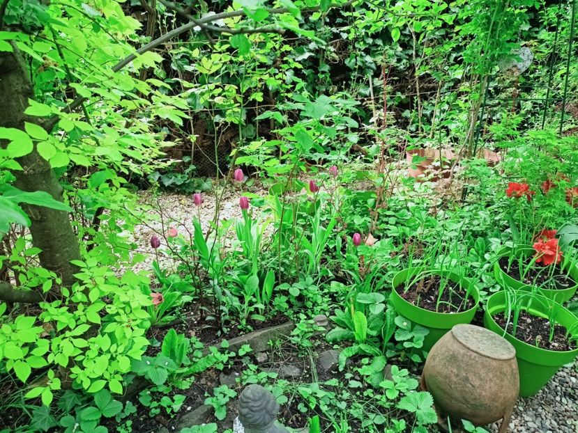  - Grădina 2025 continuare 1