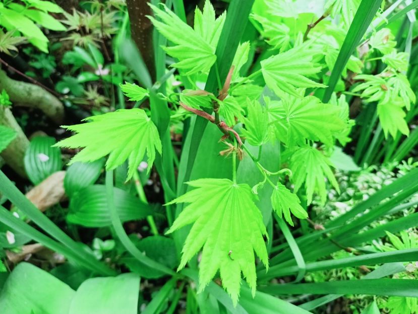 Moonrise - Grădina 2025 continuare 1