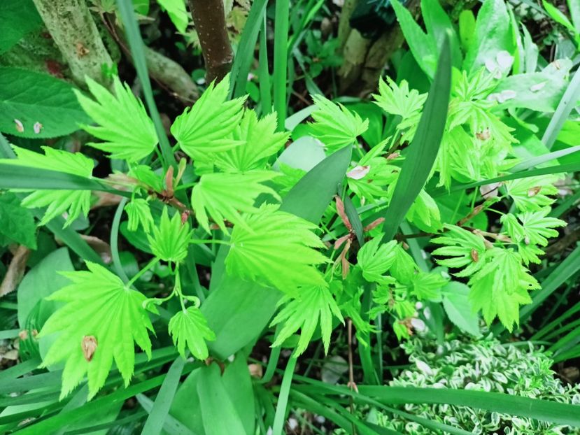  - Grădina 2025 continuare 1