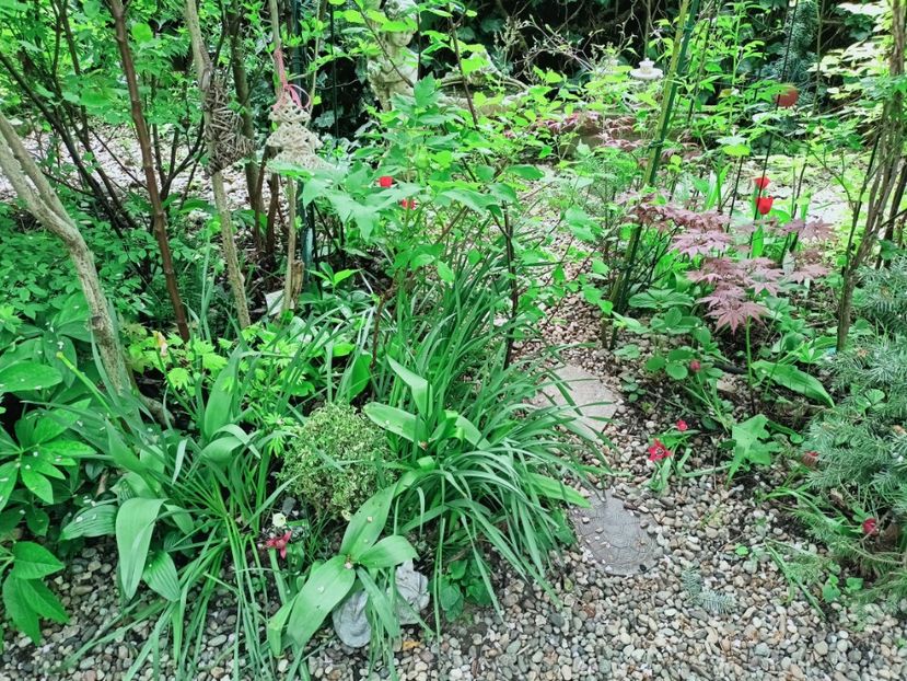  - Grădina 2025 continuare 1