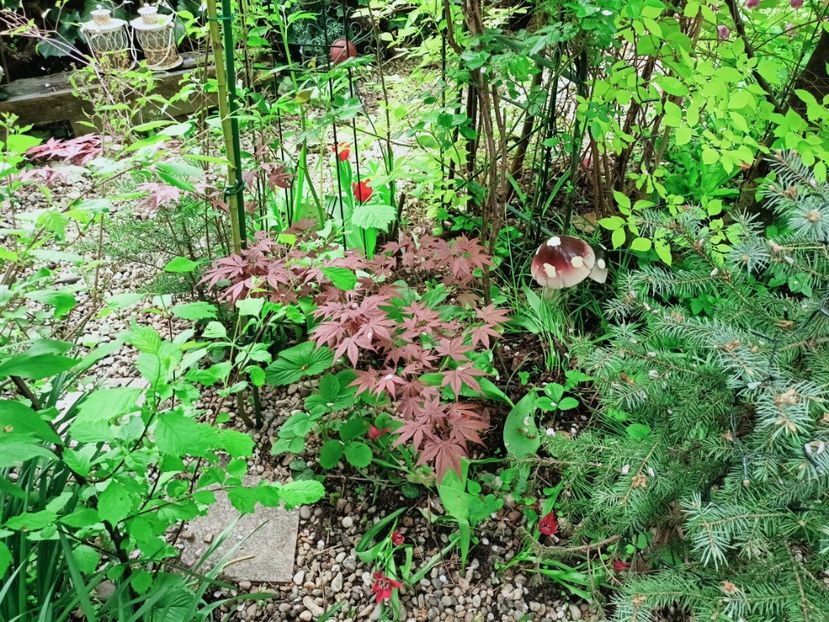 Atropurpureum - Grădina 2025 continuare 1