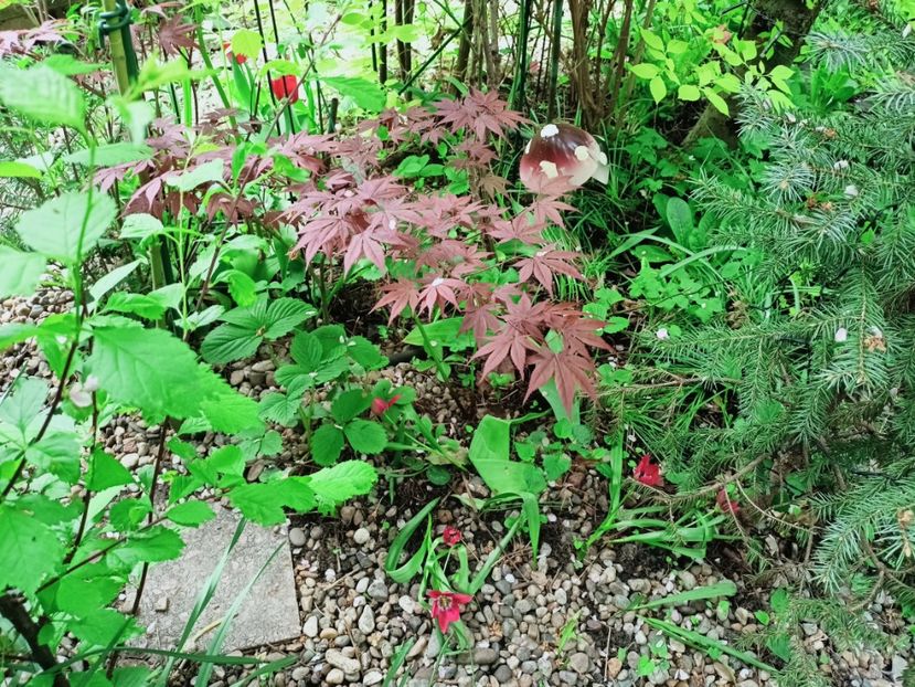 Lalele botanical Tiny Timo - Grădina 2025 continuare 1