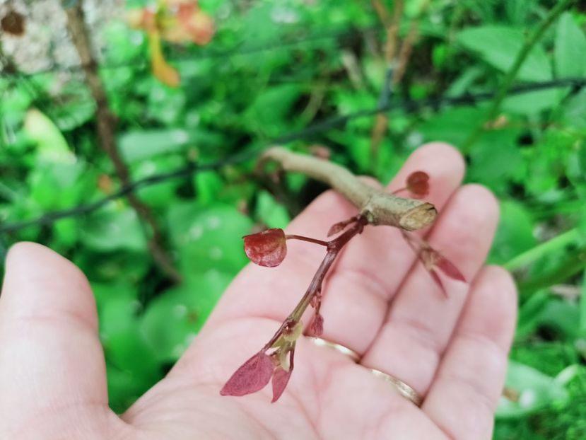Cercis canadensis Carolina Sweetheart - Grădina 2025 continuare 1