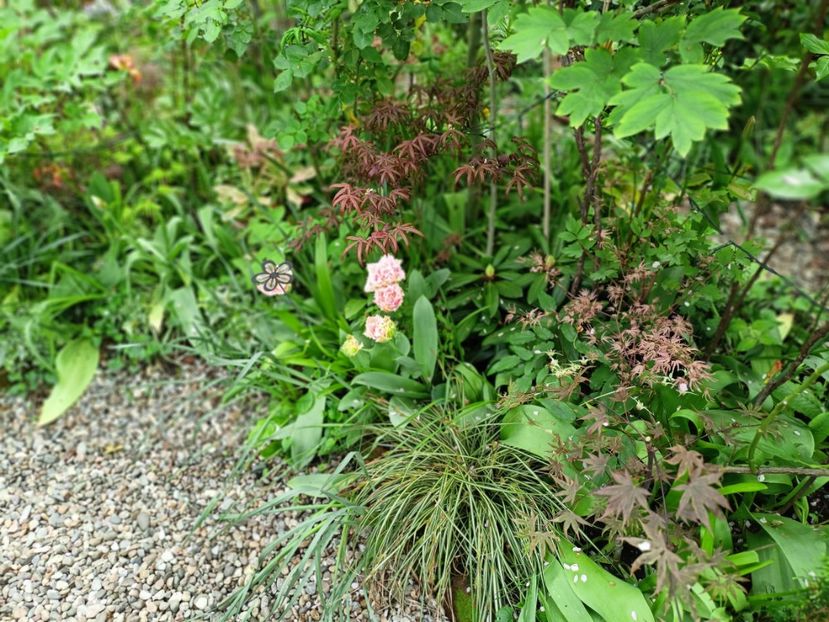  - Grădina 2025 continuare 1