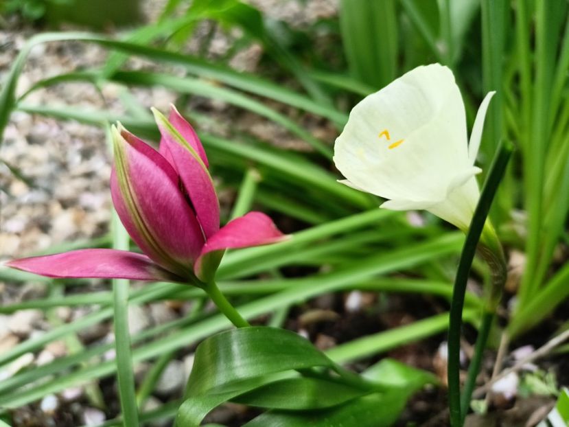 White Petticoat și Tiny Timo - Grădina 2025 continuare 1