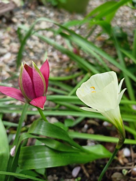  - Grădina 2025 continuare 1