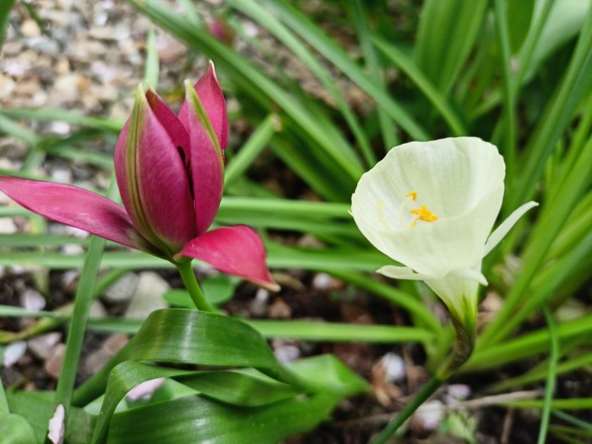  - Grădina 2025 continuare 1