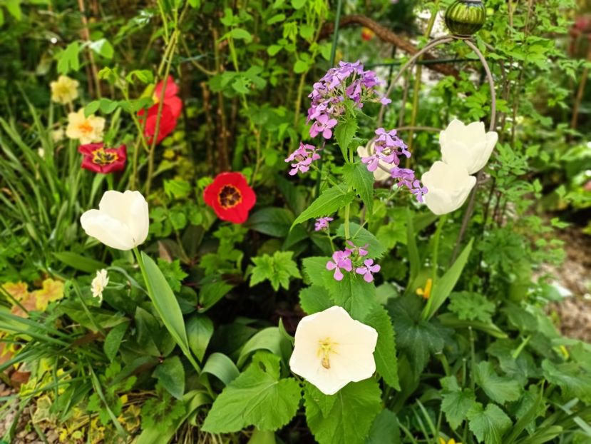 Hakuun - Grădina 2025 continuare 1