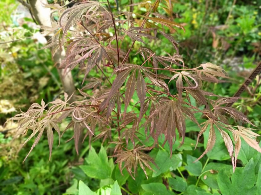 Lileeanne's Jewel - Grădina 2025 continuare 1