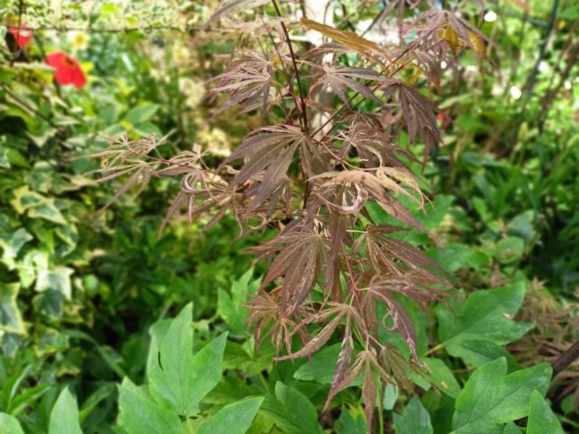  - Grădina 2025 continuare 1