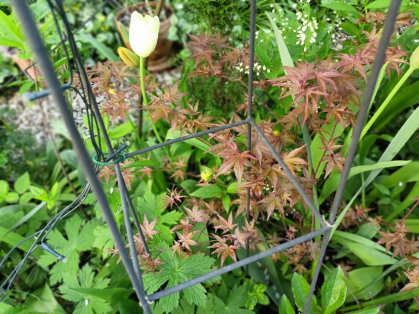 Beni Maiko - Grădina 2025 continuare 1