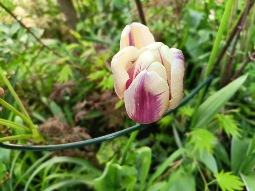  - Grădina 2025 continuare 1