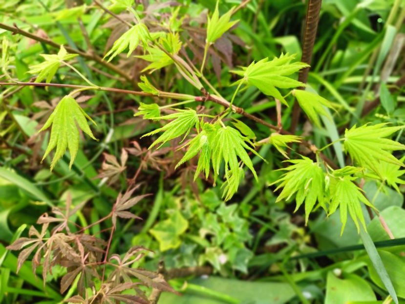 Autumn Moon - Grădina 2025 continuare 1